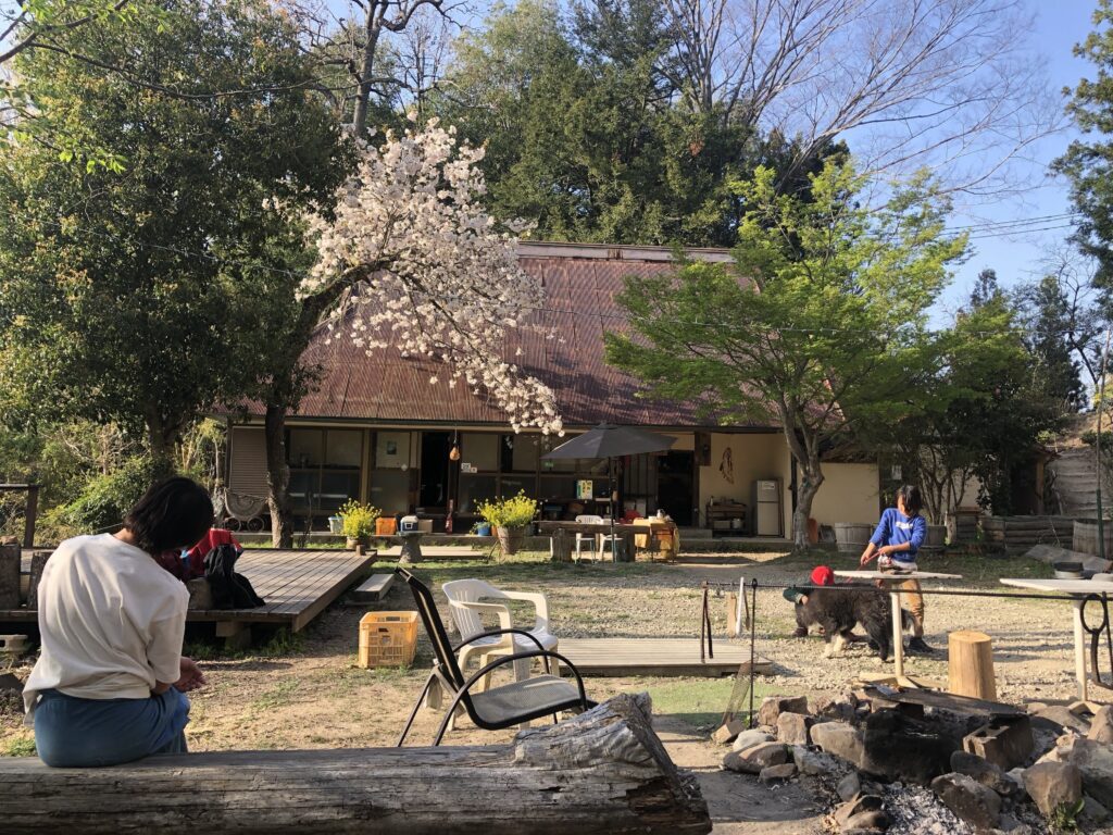晴家村キャンプ場の桜
