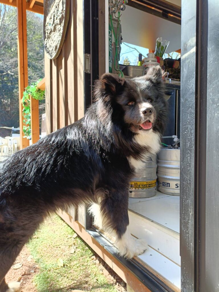 犬-1