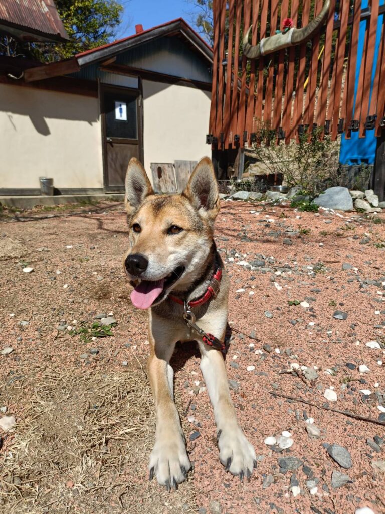 犬-2