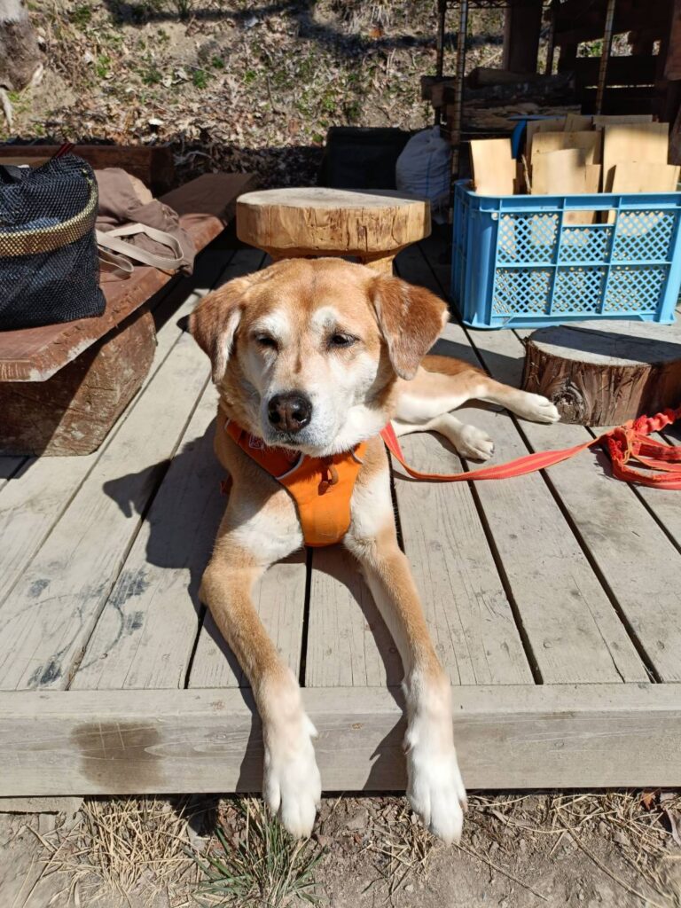 犬-3