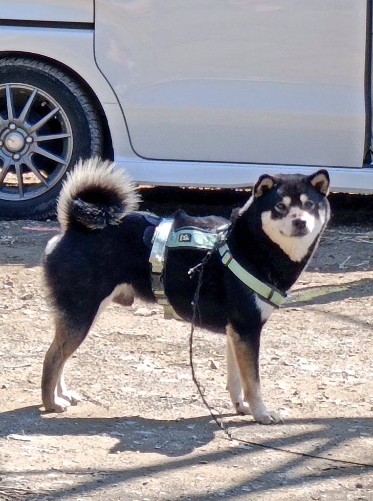 犬-4