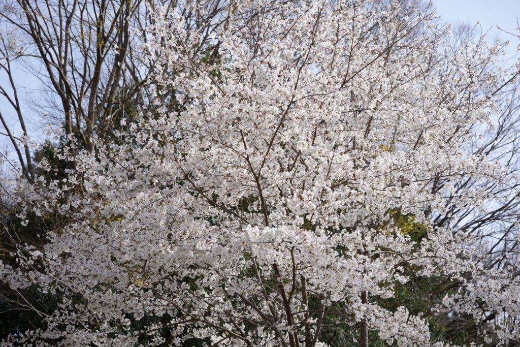 満開の桜