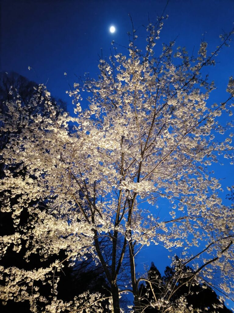 夜桜ライトアップ