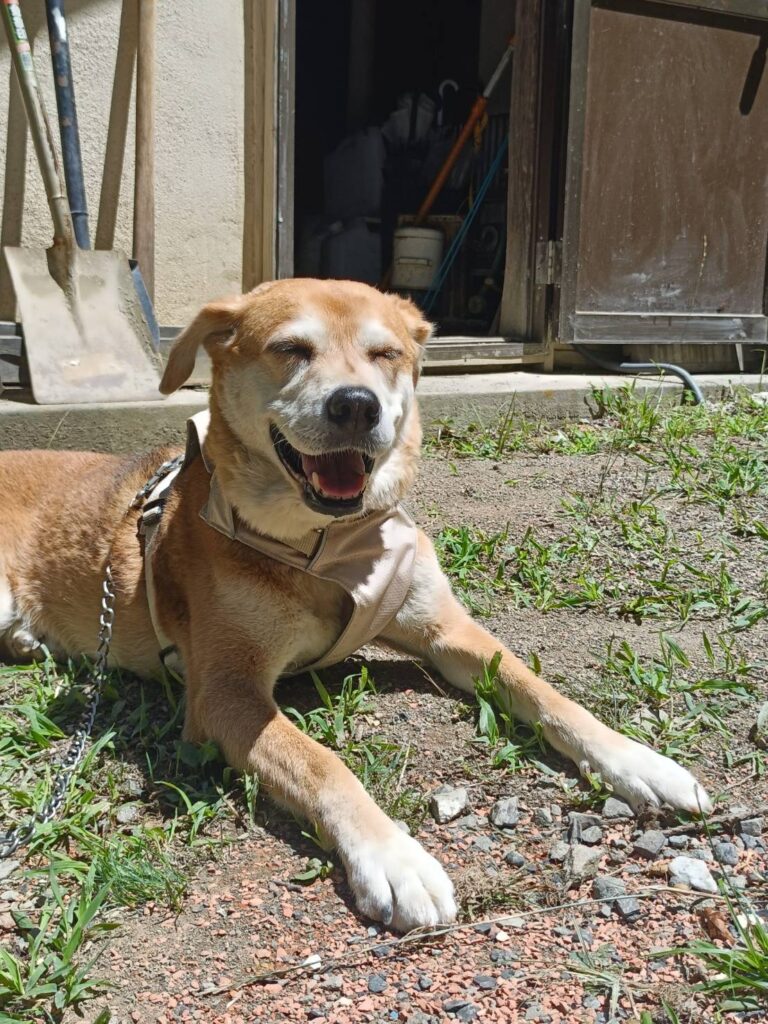 村民犬のイズミちゃん