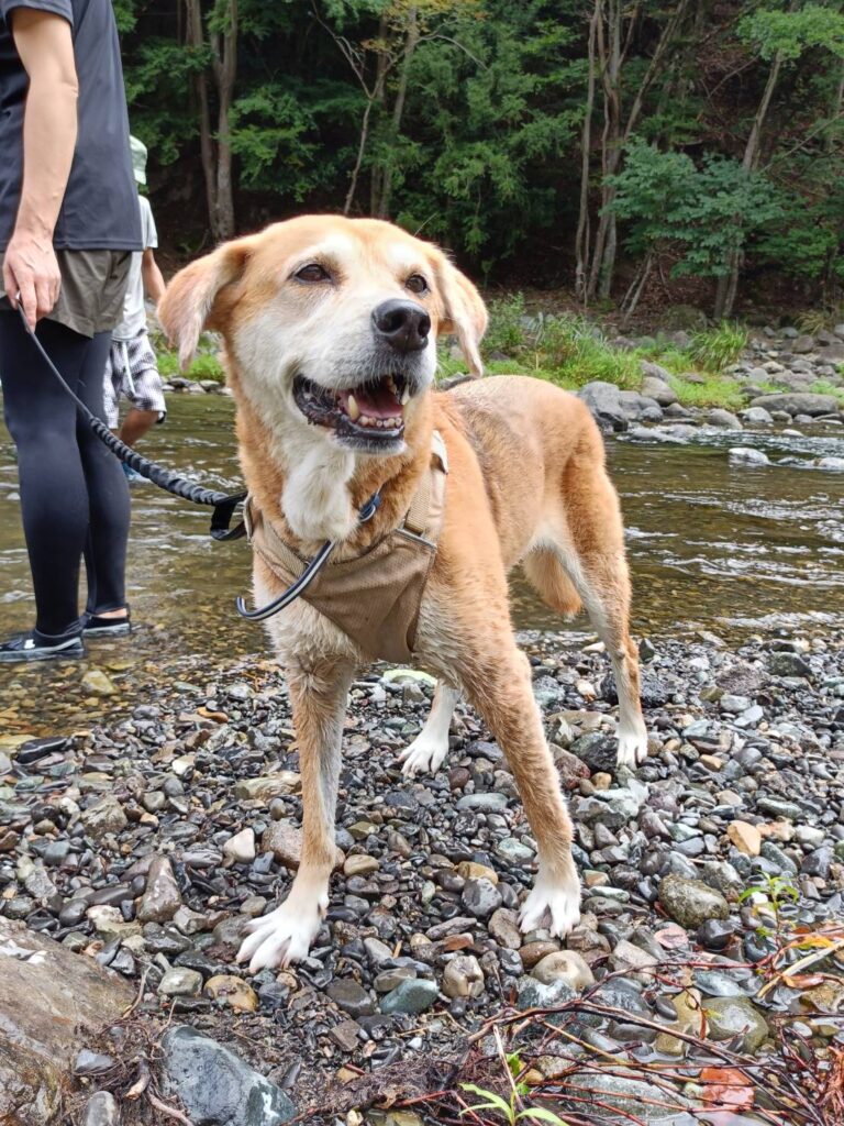 犬